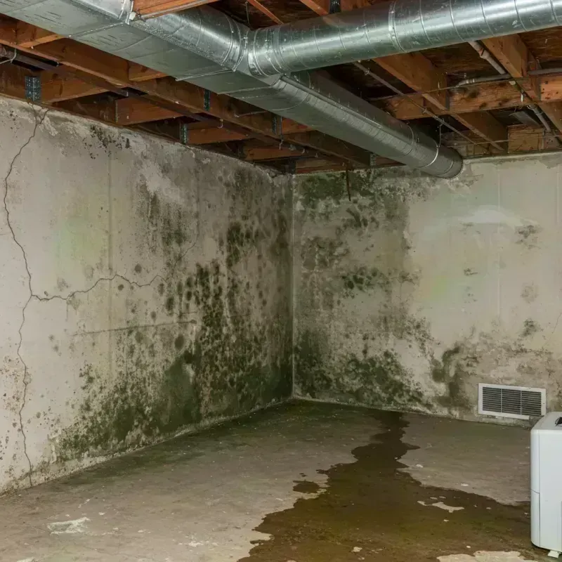 Professional Mold Removal in Bolivar Peninsula, TX